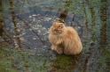 katten van de buren  _03-02-10_1
